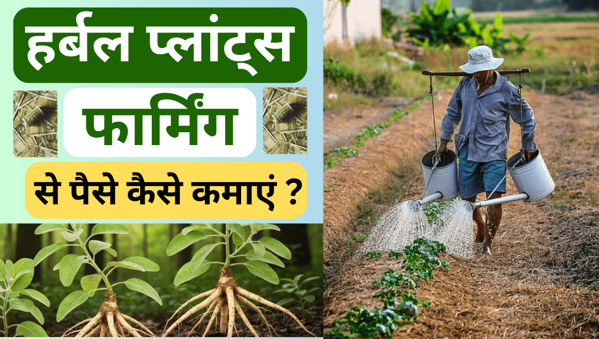 हर्बल प्लांट्स फार्मिंग से पैसे कैसे कमाएं ? 
